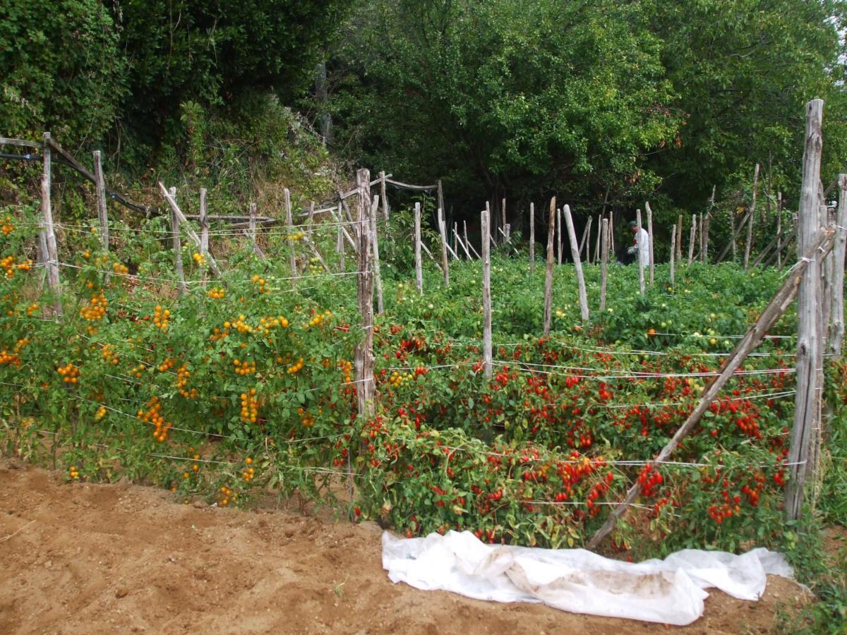 Agriturismo Nonno Tobia Agerola Εξωτερικό φωτογραφία